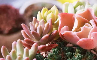 秀妍多肉养护入门