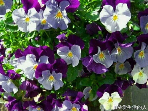 兔子堇花如何种植？适合哪些土壤和光照
