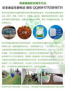 青储饲料与黄储营养对比，规模养殖选材指南