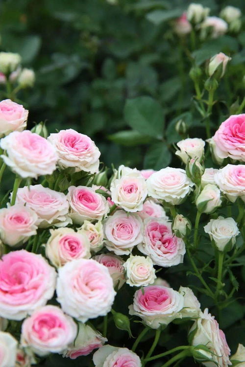 拿铁咖啡月季的花期是多久？