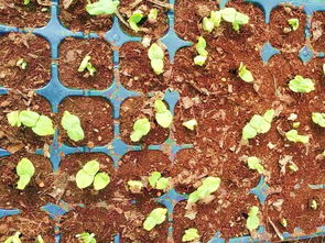 上个月用这法子帮菜市场改良了半亩板结地