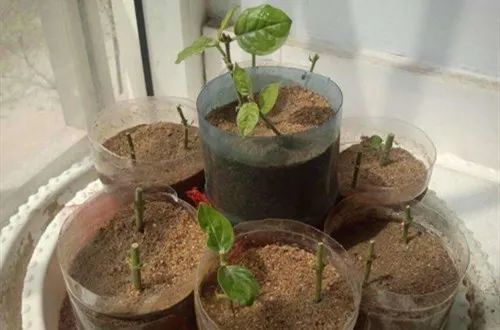 朱顶红水培生根技巧：快速移植至土壤中，提高成活率！