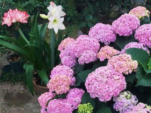 绣球花浇水最佳时间、浇水量和技巧分别是什么