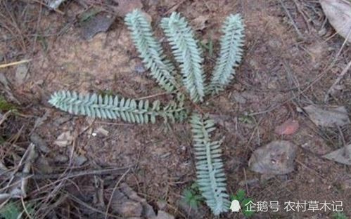 九头狮子草来源何方？鉴定方法有哪些