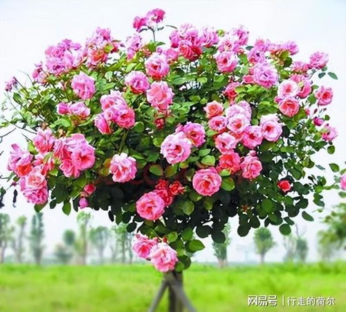 树状月季的独特魅力