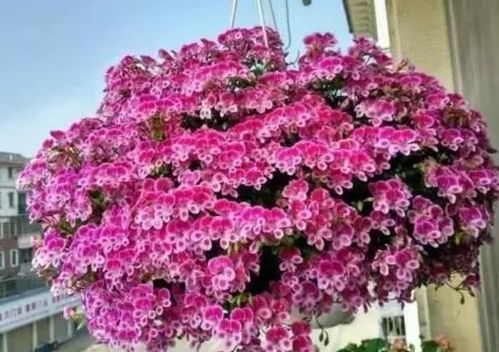 花椒开花，美丽绽放