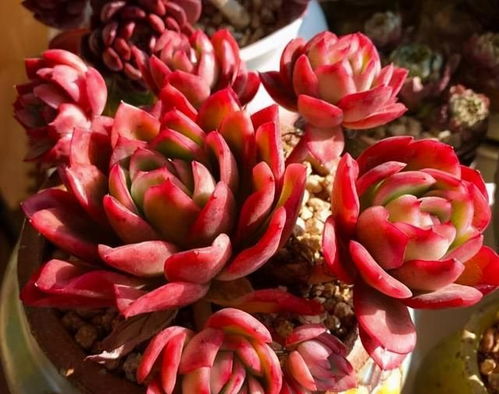 多肉种植秘籍：自制土配植技巧，轻松养出爆美多肉！