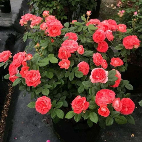 月季品种大盘点：15款受欢迎月季的优缺点大揭秘