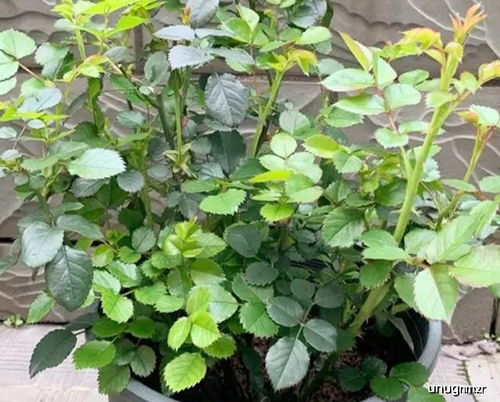 施肥方法， 促进花芽形成