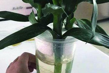 莲花竹发黄了如何挽救