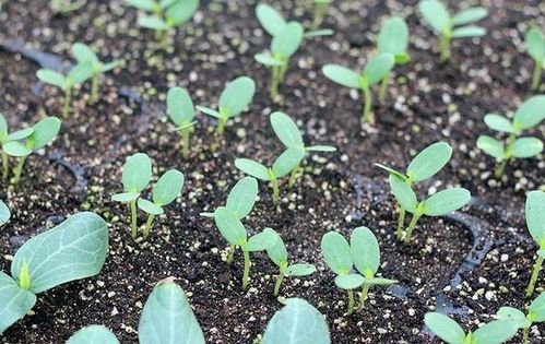 （气候异变警示）