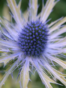 多年生草本植物的特点与生活