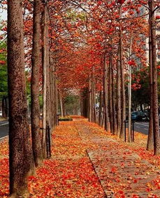 为什么零下25℃不落叶的常绿草本植物嫩打造出四季如春的花园呢？