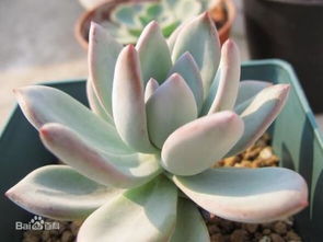 凝脂莲与白凤的微妙区别