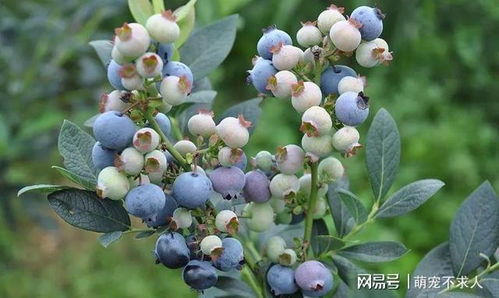 蓝莓种植必看！肥料攻略，助你蓝莓丰收！