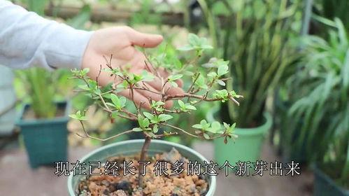 杜鹃花凋谢后如何进行整体修剪以促进新芽生长