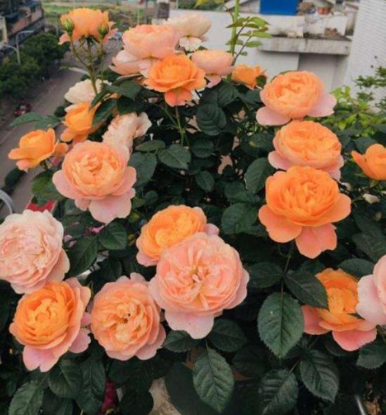 第五款：天方夜谭月季， 自带美人尖的小花瓣