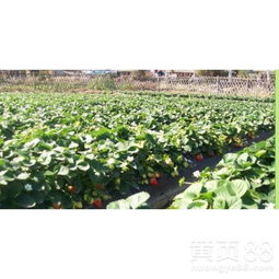 蜀桧的栽植密度