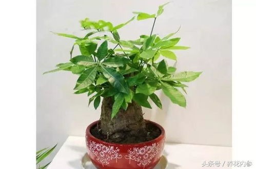 “花草浇水神器，如何轻松应对外出