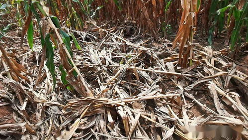 玉米品种MY73：抗锈病Neng力大揭秘