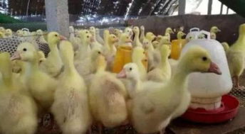 养鹅风险与注意事项