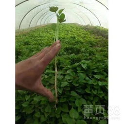 选种蒜苗，如何挑选优质种子