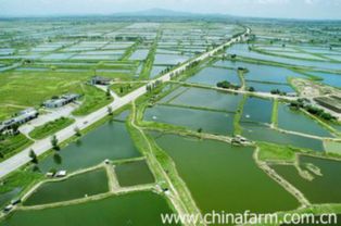 养殖水产用饲料时如何确保其营养成分均衡，促进水产健康生长？