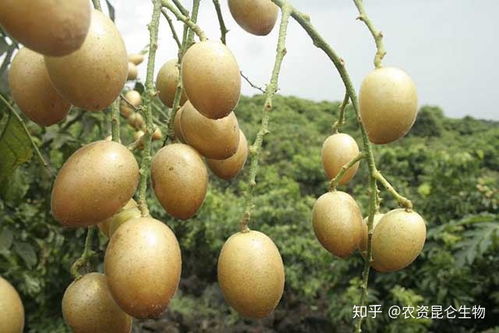 一、 黄皮果子的那些事儿