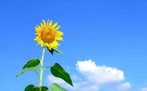 太阳花烈日下如何科学浇水？