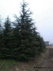 南京寻雪松，价格了解一下？