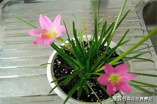 北方春天耐寒植物大盘点