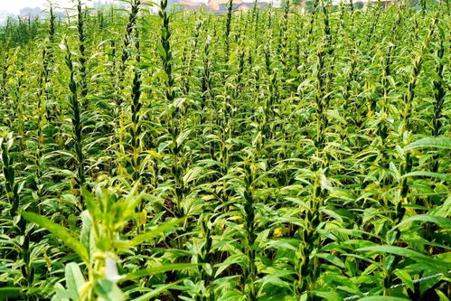 黑芝麻种植，记得除草哦！