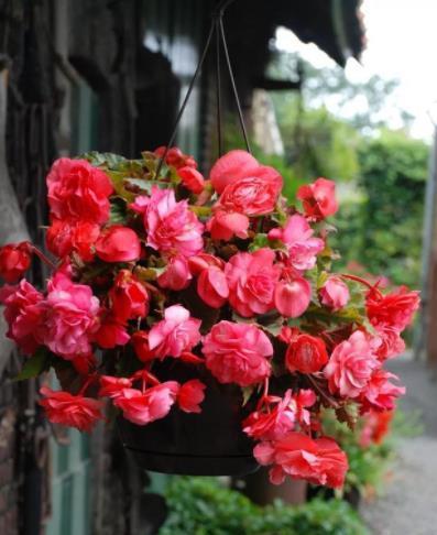 养花建议：从皮实的花卉开始养