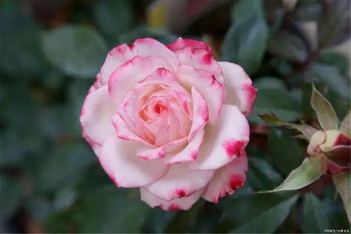 月季虽美， 养花之路多坎坷