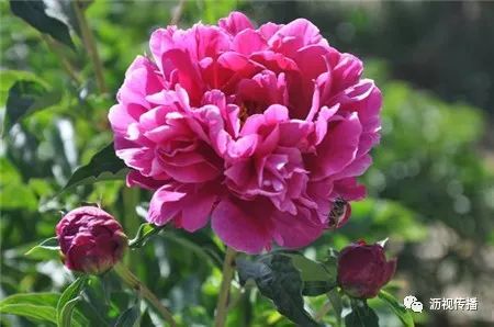 红粉台阁白凤易出爆品，爆款花卉新宠