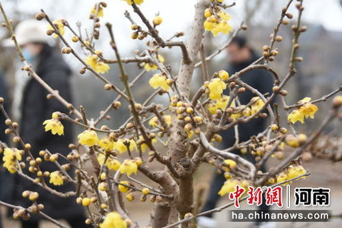 价格对比：河南鄢陵的素心腊梅苗为何这么贵？