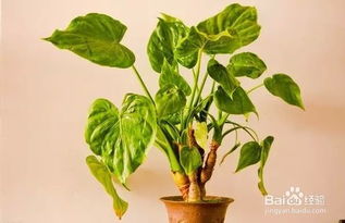 不宜用于商务场合的花卉