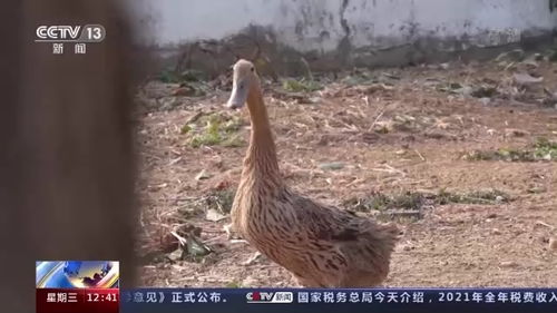 鸭子一天喂食次数取决于其品种和生长阶段