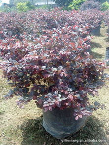 李先生的红花继木扦插心得