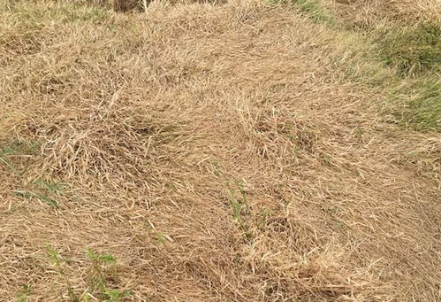 尿素， 尿素，肥力十足