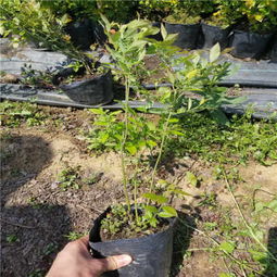 绿宝石的顽强生命力