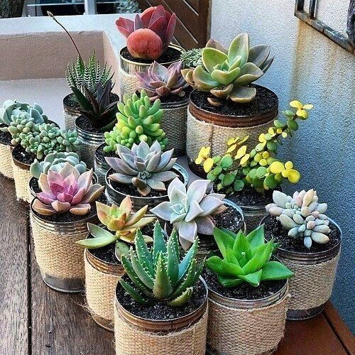 盆栽底部排水层：花盆里的生存密码