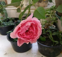 威基伍德：月季中的小清新