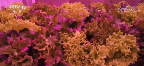 特殊情况下的浇水处理