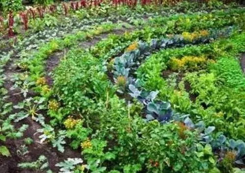 土壤养护与种植时机