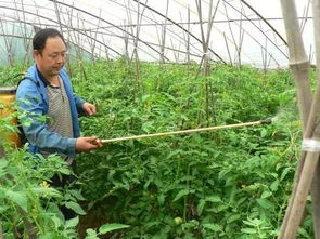 叶面肥与杀虫剂、杀菌剂混合使用，双重效果！