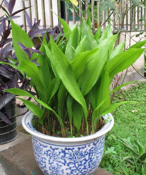 荠菜、 芥蓝，冬天也Neng茁壮成长