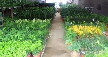 绿植成荫， 空气清新