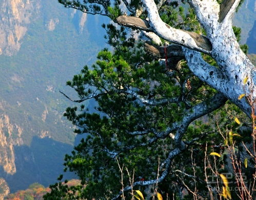 白皮松的生长速度揭秘