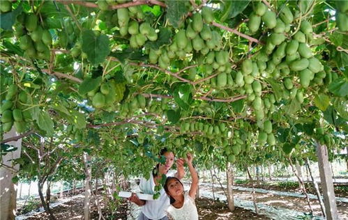 元宝枫种苗繁育